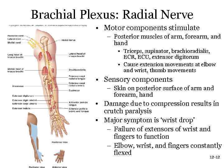 Brachial Plexus: Radial Nerve • Motor components stimulate – Posterior muscles of arm, forearm,