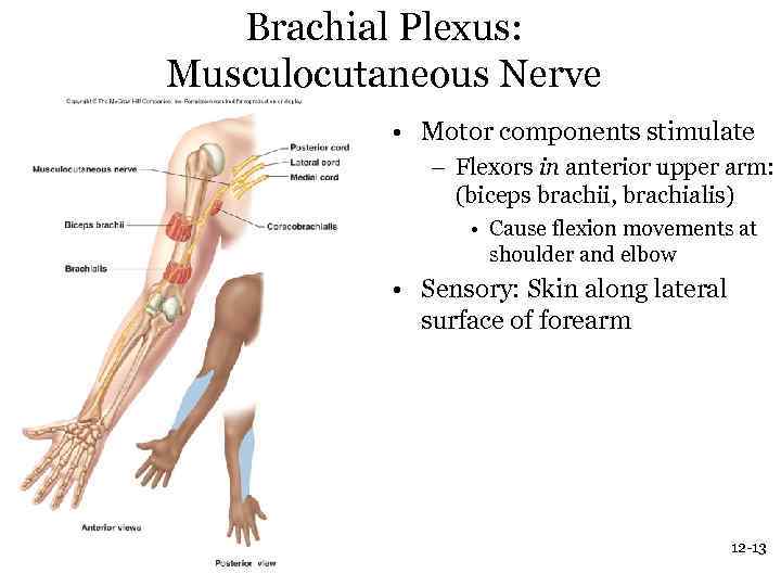 Brachial Plexus: Musculocutaneous Nerve • Motor components stimulate – Flexors in anterior upper arm: