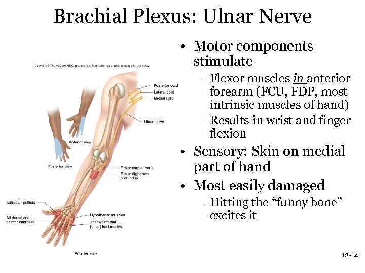 Brachial Plexus: Ulnar Nerve • Motor components stimulate – Flexor muscles in anterior forearm