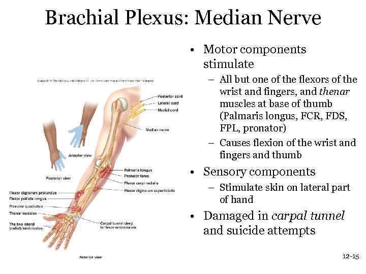 Brachial Plexus: Median Nerve • Motor components stimulate – All but one of the