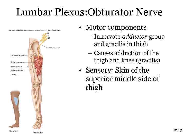 Lumbar Plexus: Obturator Nerve • Motor components – Innervate adductor group and gracilis in