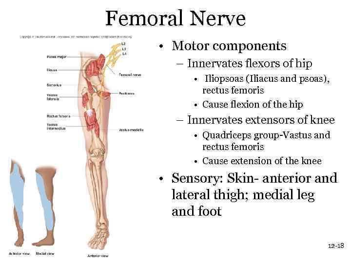 Femoral Nerve • Motor components – Innervates flexors of hip • Iliopsoas (Iliacus and