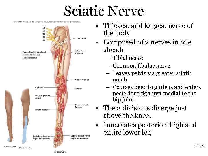 Sciatic Nerve • Thickest and longest nerve of the body • Composed of 2