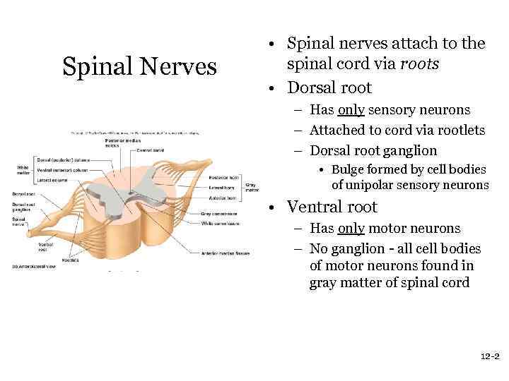 Spinal Nerves • Spinal nerves attach to the spinal cord via roots • Dorsal