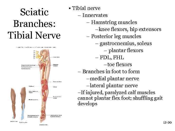 Sciatic Branches: Tibial Nerve • Tibial nerve – Innervates – Hamstring muscles –knee flexors,