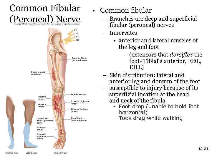 Common Fibular (Peroneal) Nerve • Common fibular – Branches are deep and superficial fibular