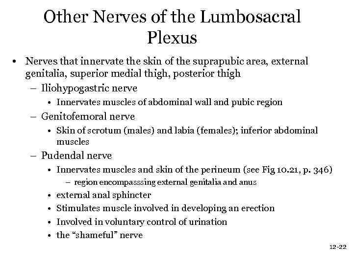 Other Nerves of the Lumbosacral Plexus • Nerves that innervate the skin of the