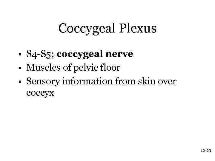 Coccygeal Plexus • S 4 -S 5; coccygeal nerve • Muscles of pelvic floor