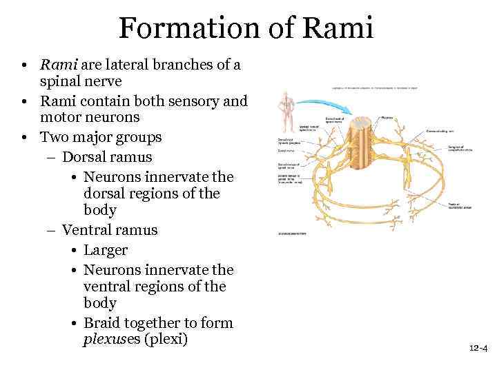 Formation of Rami • Rami are lateral branches of a spinal nerve • Rami