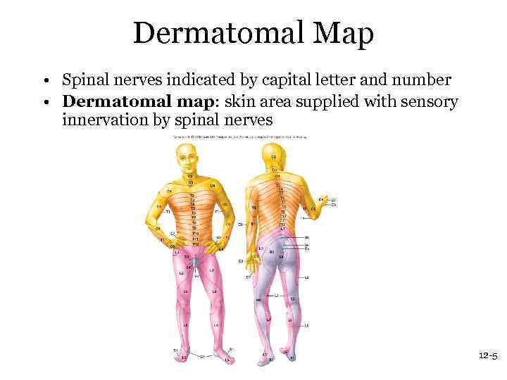 Dermatomal Map • Spinal nerves indicated by capital letter and number • Dermatomal map: