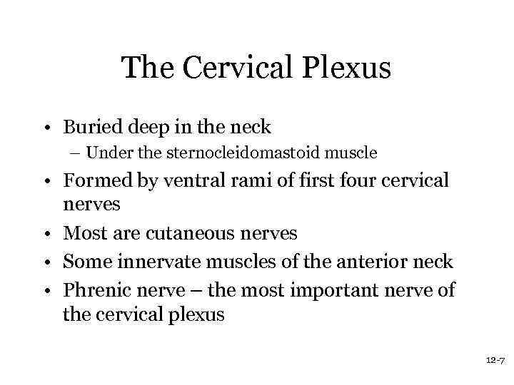 The Cervical Plexus • Buried deep in the neck – Under the sternocleidomastoid muscle