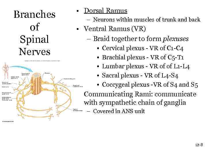 Branches of Spinal Nerves • Dorsal Ramus – Neurons within muscles of trunk and