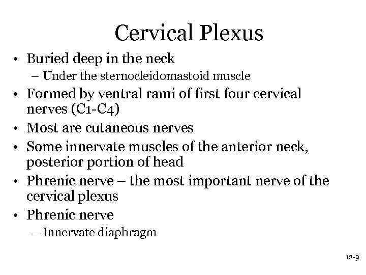 Cervical Plexus • Buried deep in the neck – Under the sternocleidomastoid muscle •