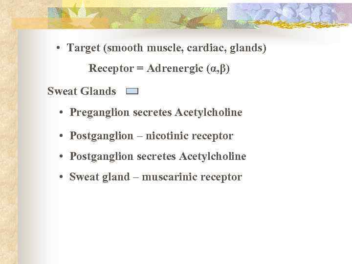  • Target (smooth muscle, cardiac, glands) Receptor = Adrenergic (α, β) Sweat Glands