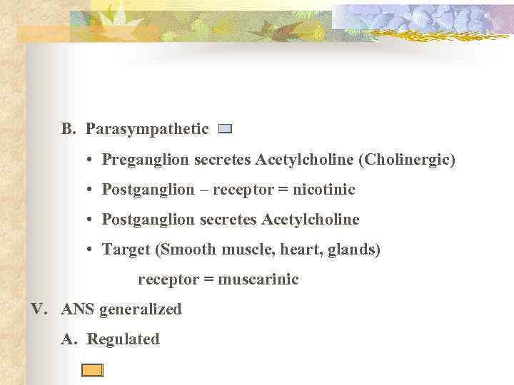 B. Parasympathetic • Preganglion secretes Acetylcholine (Cholinergic) • Postganglion – receptor = nicotinic •
