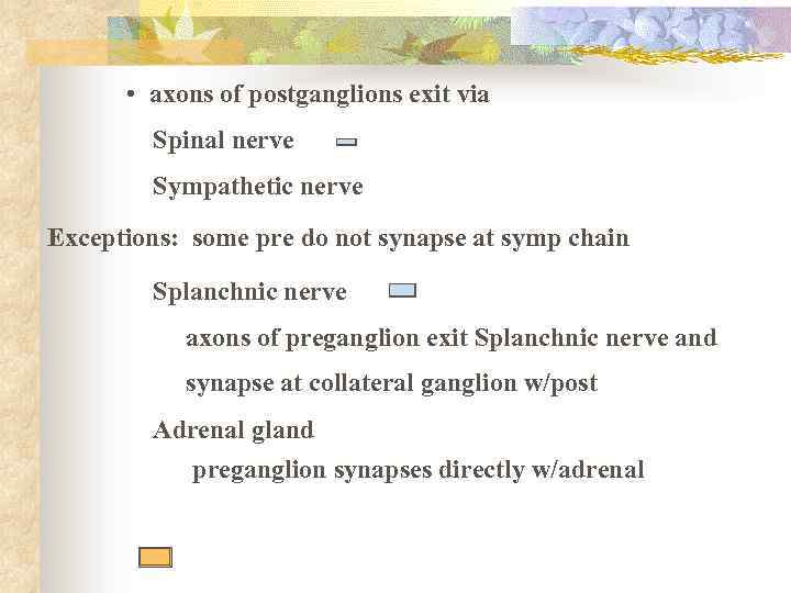  • axons of postganglions exit via Spinal nerve Sympathetic nerve Exceptions: some pre