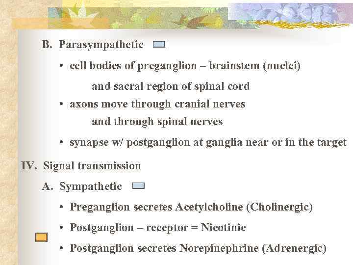 B. Parasympathetic • cell bodies of preganglion – brainstem (nuclei) and sacral region of
