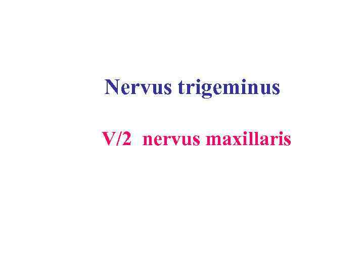 Nervus trigeminus V/2 nervus maxillaris 