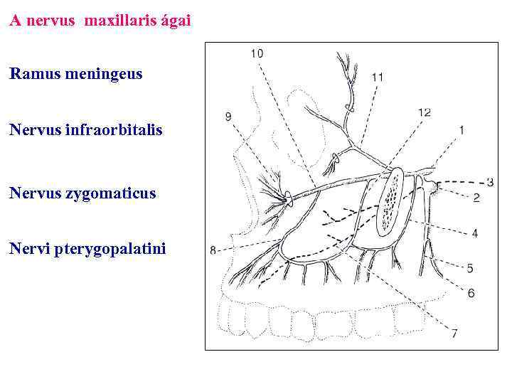 A nervus maxillaris ágai Ramus meningeus Nervus infraorbitalis Nervus zygomaticus Nervi pterygopalatini 