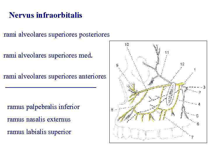 Nervus infraorbitalis rami alveolares superiores posteriores rami alveolares superiores med. rami alveolares superiores anteriores