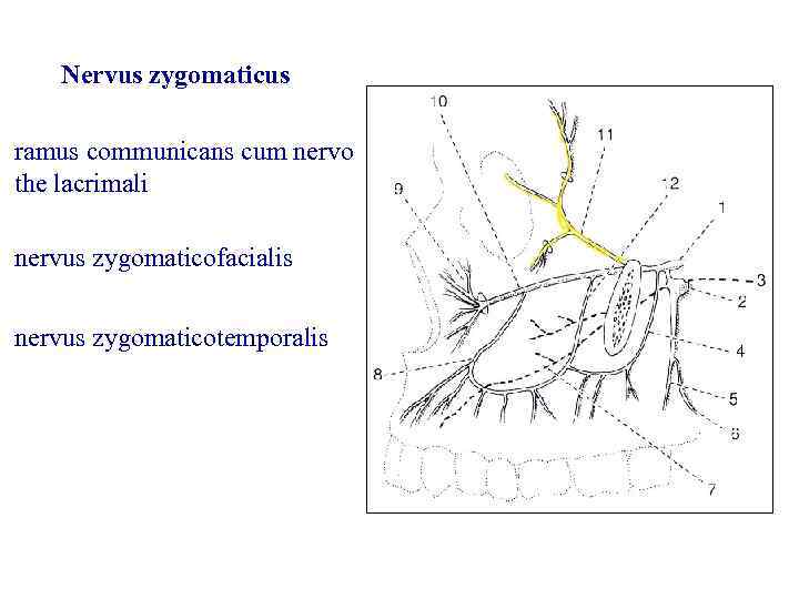 Nervus zygomaticus ramus communicans cum nervo the lacrimali nervus zygomaticofacialis nervus zygomaticotemporalis 