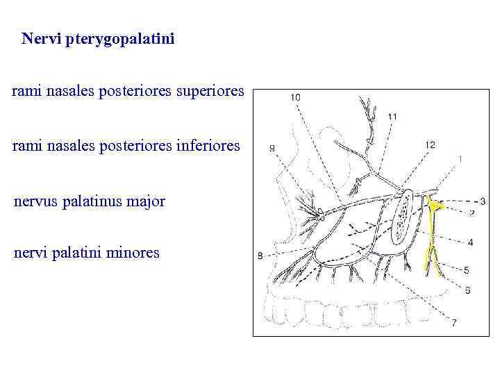 Nervi pterygopalatini rami nasales posteriores superiores rami nasales posteriores inferiores nervus palatinus major nervi