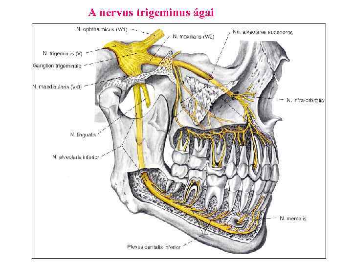 A nervus trigeminus ágai 