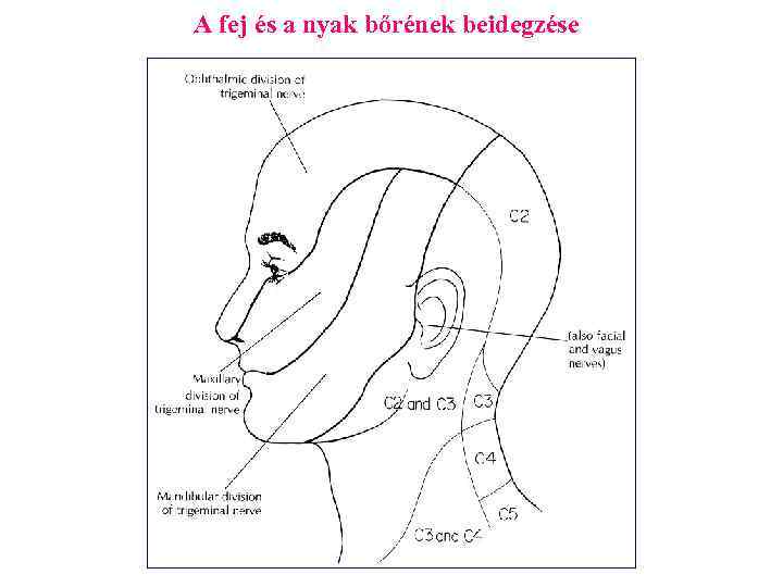 A fej és a nyak bőrének beidegzése 