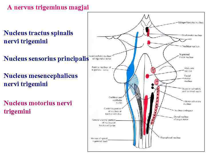 A nervus trigeminus magjai Nucleus tractus spinalis nervi trigemini Nucleus sensorius principalis Nucleus mesencephalicus