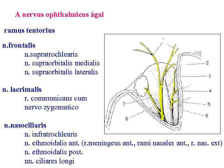 A nervus ophthalmicus ágai ramus tentorius n. frontalis n. supratrochlearis n. supraorbitalis medialis n.