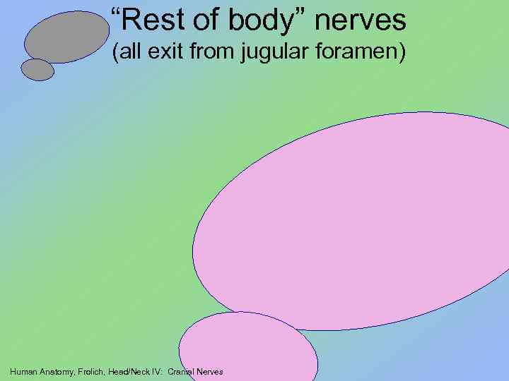 “Rest of body” nerves (all exit from jugular foramen) Human Anatomy, Frolich, Head/Neck IV: