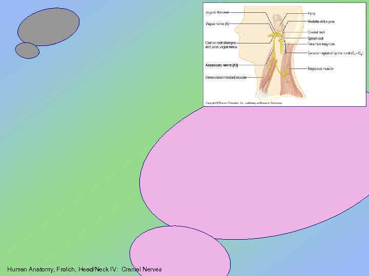 Human Anatomy, Frolich, Head/Neck IV: Cranial Nerves 