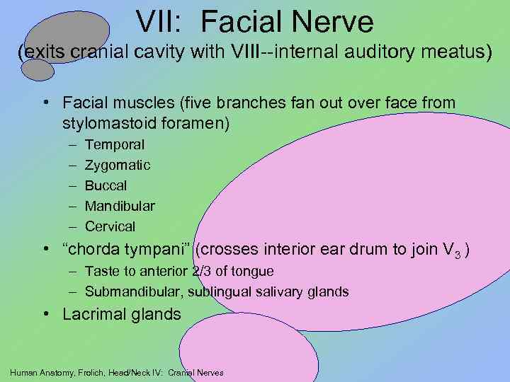 VII: Facial Nerve (exits cranial cavity with VIII--internal auditory meatus) • Facial muscles (five