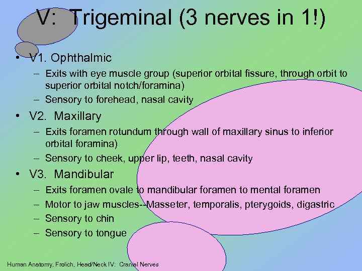 V: Trigeminal (3 nerves in 1!) • V 1. Ophthalmic – Exits with eye