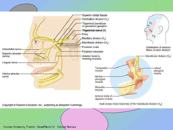 Human Anatomy, Frolich, Head/Neck IV: Cranial Nerves 