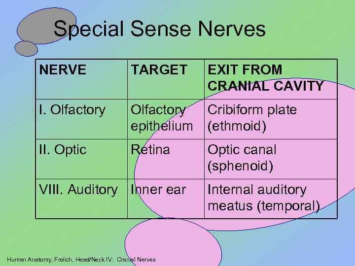 Special Sense Nerves NERVE TARGET EXIT FROM CRANIAL CAVITY I. Olfactory epithelium Cribiform plate