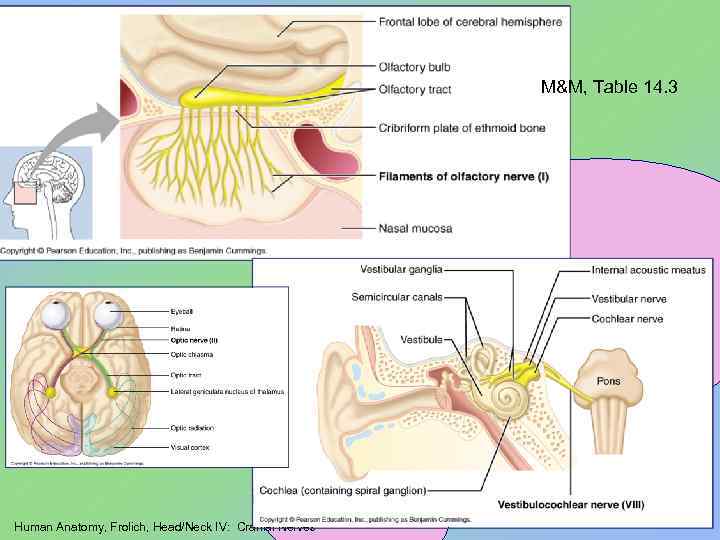 M&M, Table 14. 3 Human Anatomy, Frolich, Head/Neck IV: Cranial Nerves 