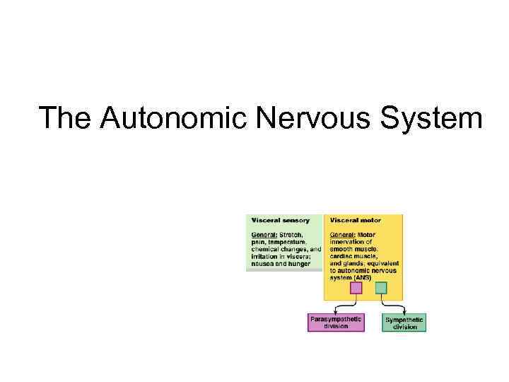 The Autonomic Nervous System The Autonomic Nervous