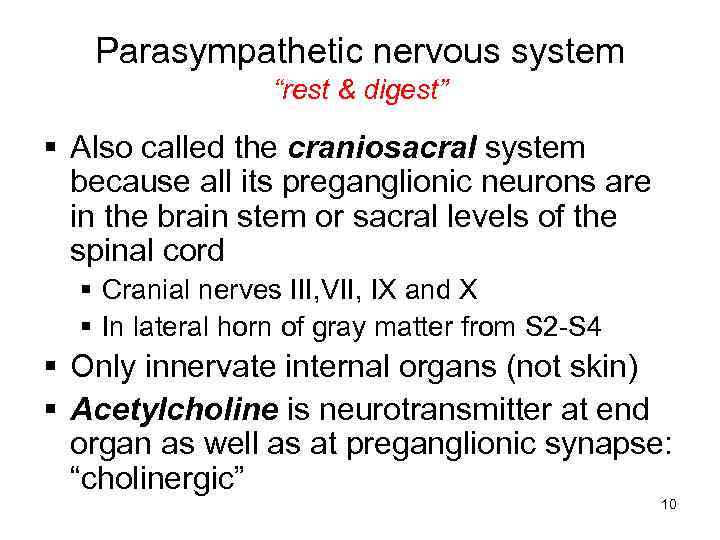 Parasympathetic nervous system “rest & digest” § Also called the craniosacral system because all