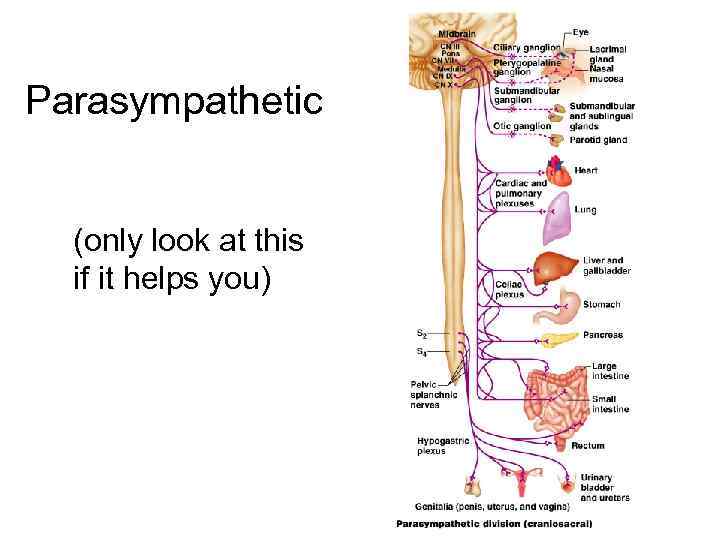 Parasympathetic (only look at this if it helps you) 12 