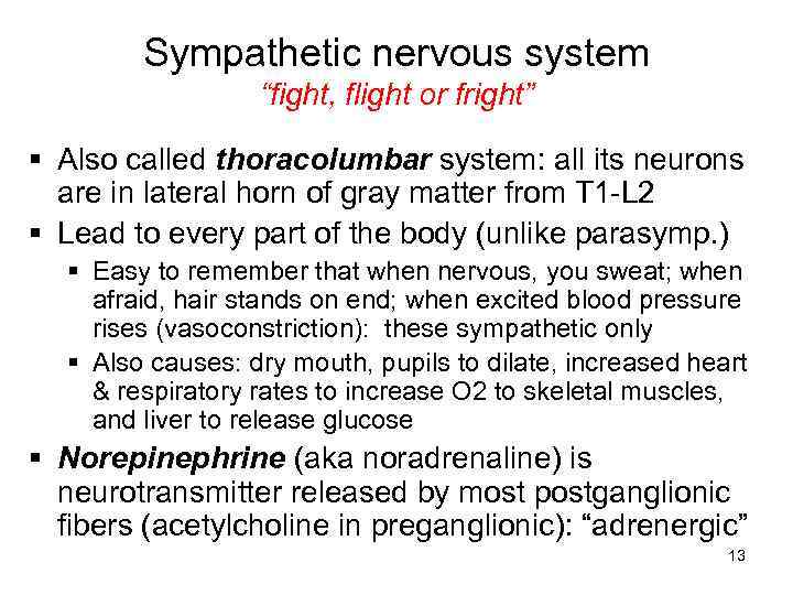 Sympathetic nervous system “fight, flight or fright” § Also called thoracolumbar system: all its