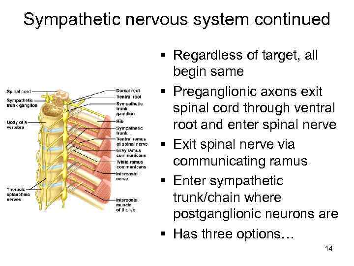 Sympathetic nervous system continued § Regardless of target, all begin same § Preganglionic axons