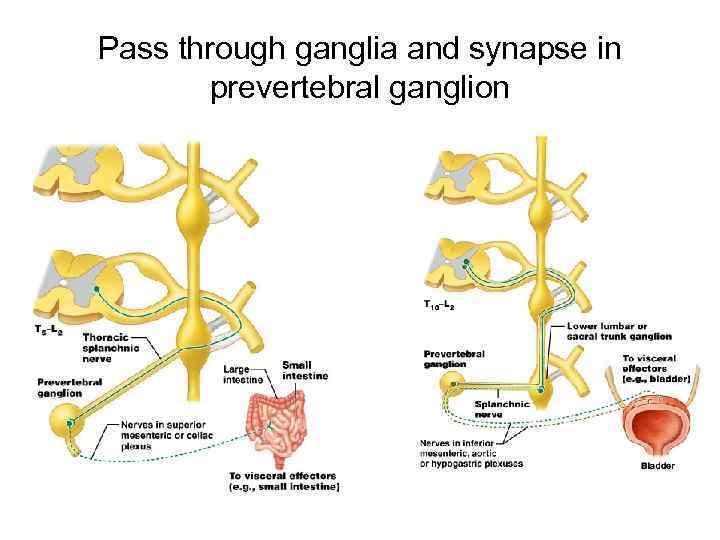 Pass through ganglia and synapse in prevertebral ganglion 17 