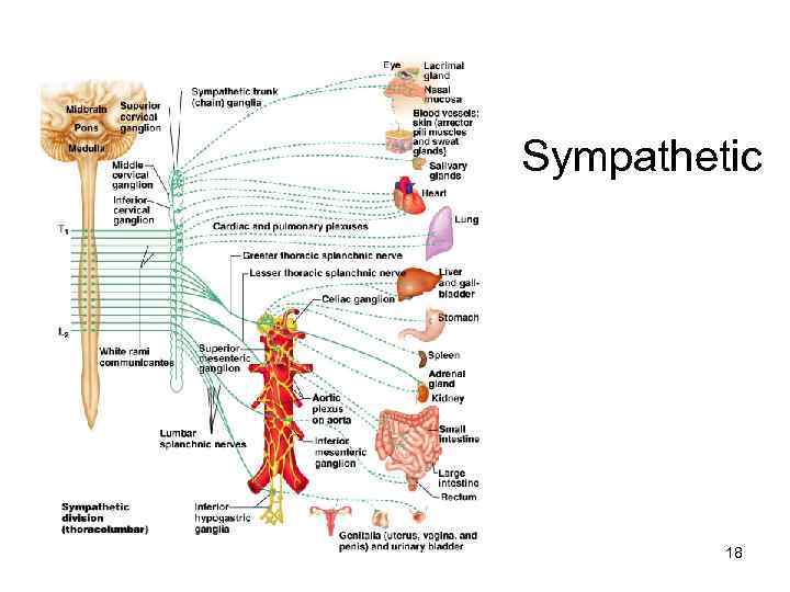 Sympathetic 18 