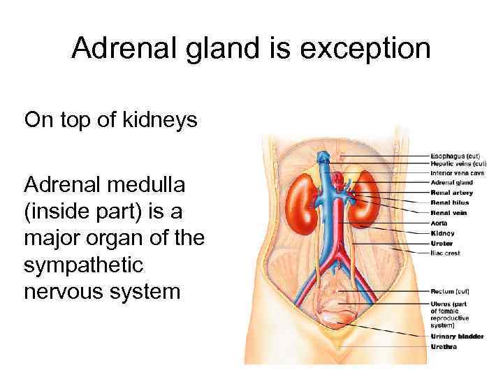 Adrenal gland is exception On top of kidneys Adrenal medulla (inside part) is a