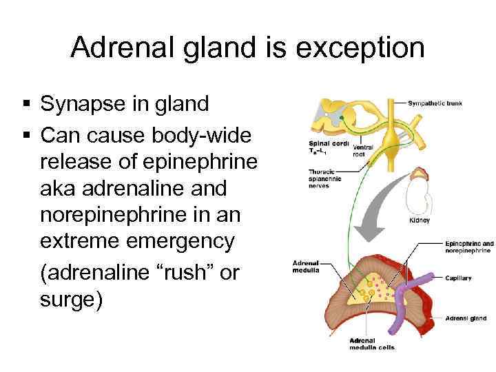 Adrenal gland is exception § Synapse in gland § Can cause body-wide release of