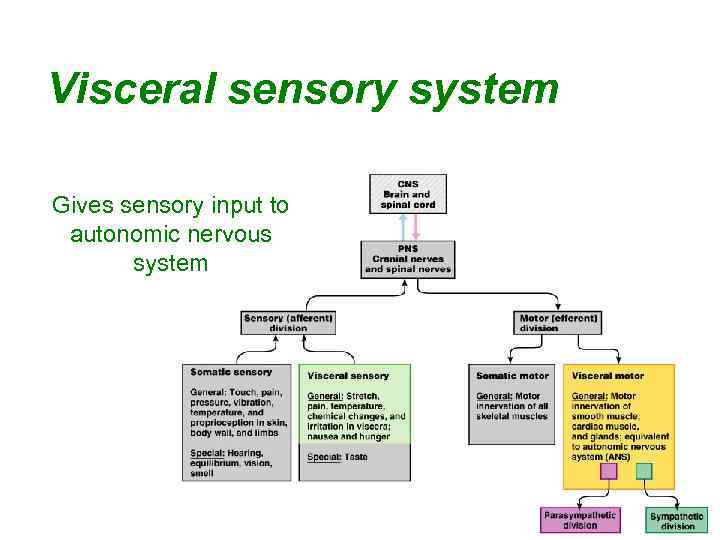 Visceral sensory system Gives sensory input to autonomic nervous system 22 