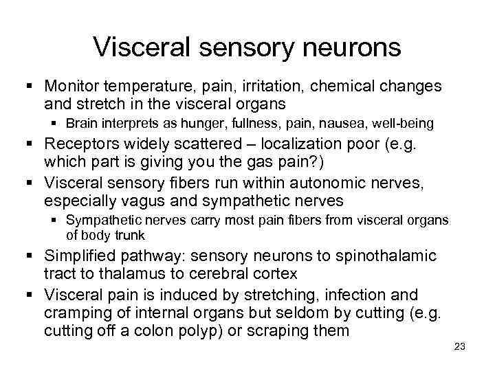 Visceral sensory neurons § Monitor temperature, pain, irritation, chemical changes and stretch in the