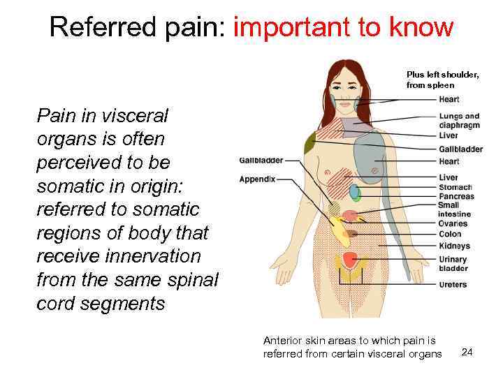 Referred pain: important to know Plus left shoulder, from spleen Pain in visceral organs