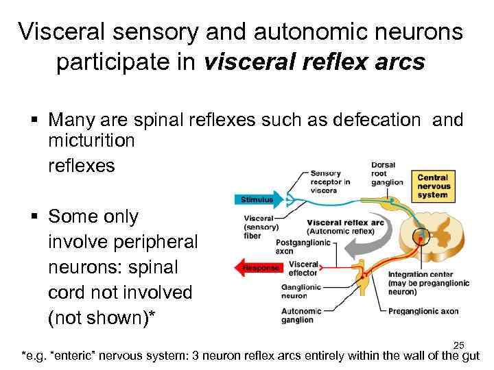 Visceral sensory and autonomic neurons participate in visceral reflex arcs § Many are spinal